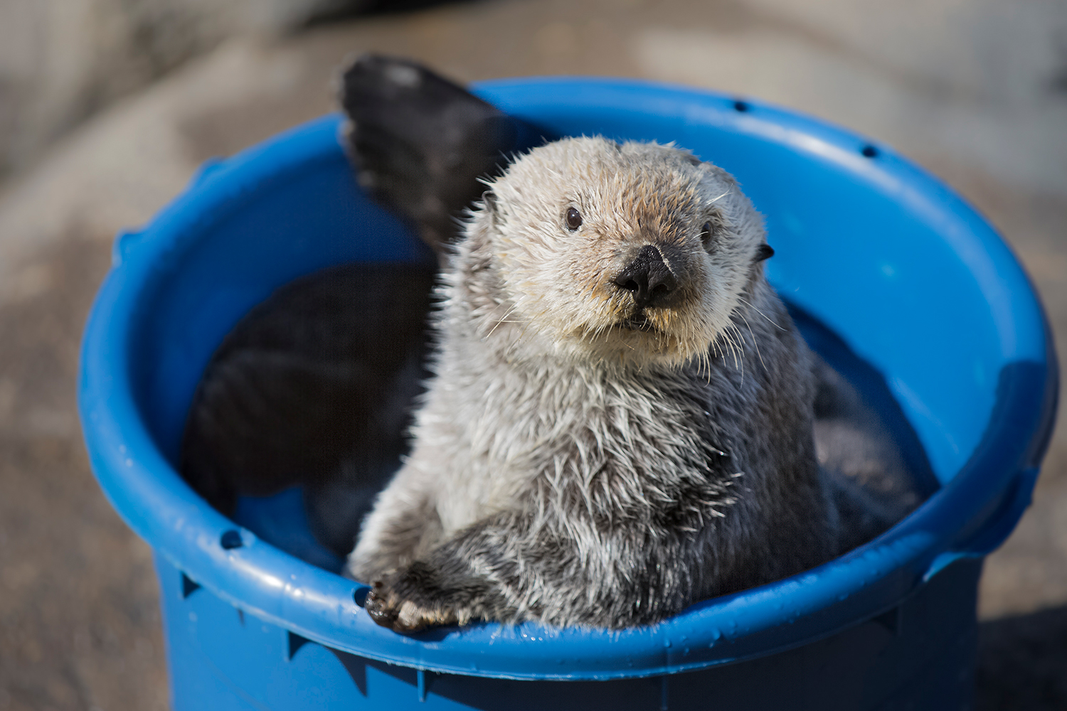 Sea Otters - Oregon Coast Aquarium