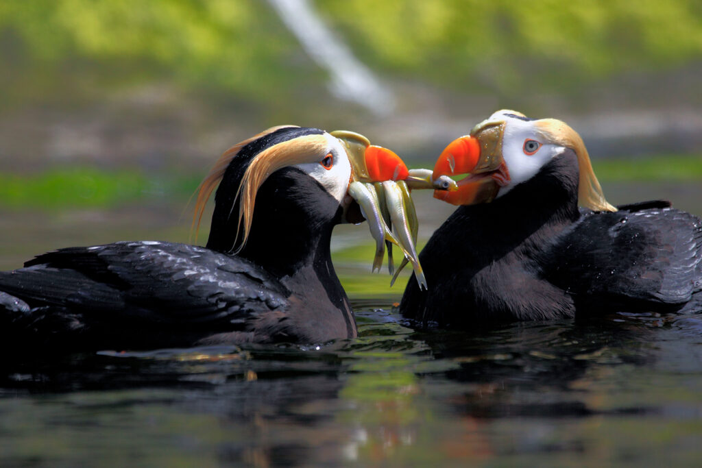 Tufted Puffin - Georgia Aquarium