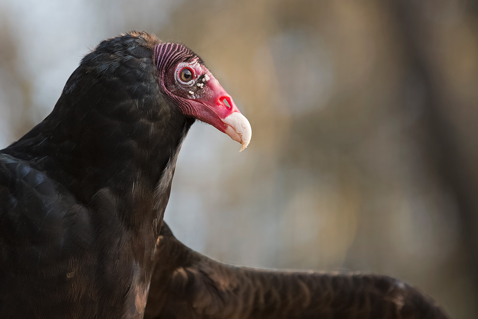 Turkey Vultures - Oregon Coast Aquarium