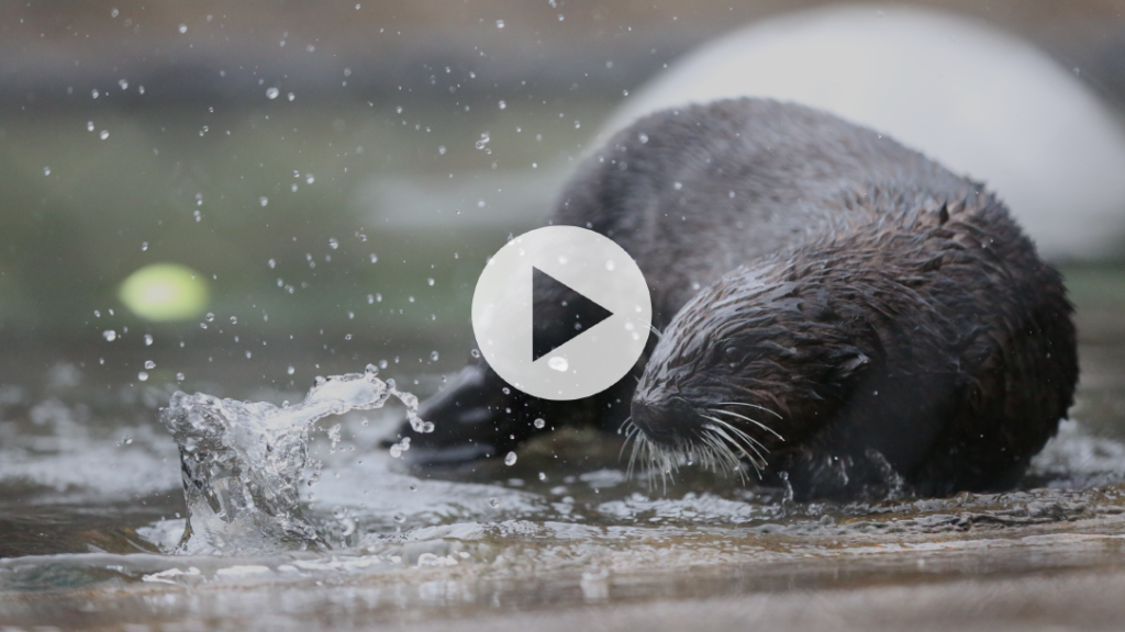Live Cameras Oregon Coast Aquarium