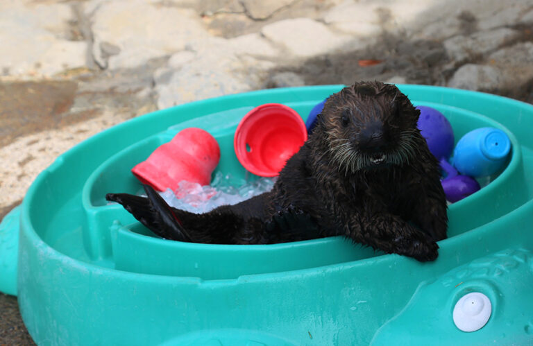 animal-enrichment-oregon-coast-aquarium