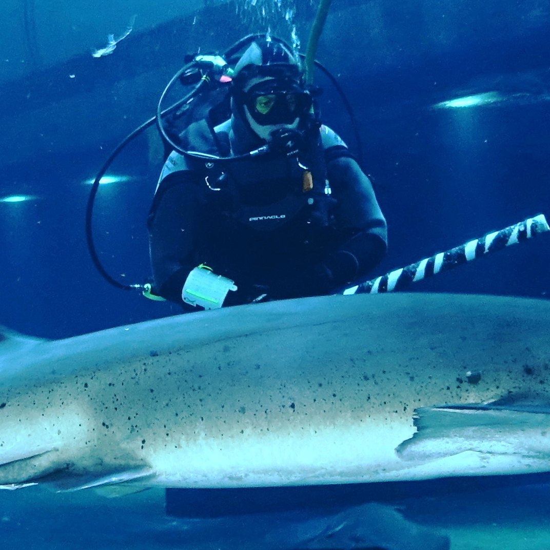 Dive the Aquarium Oregon Coast Aquarium