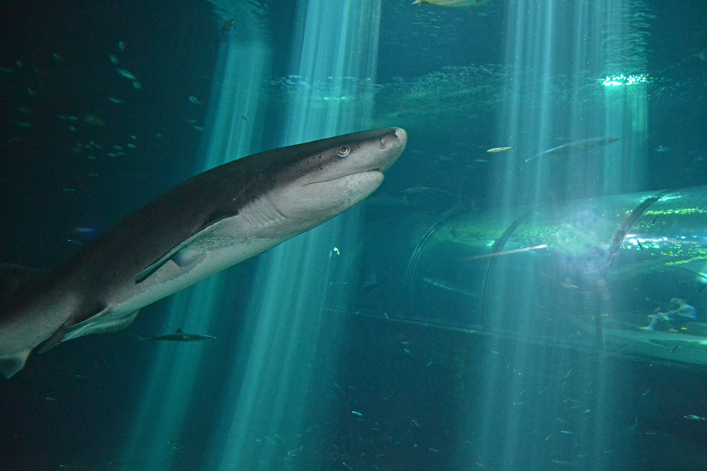 great white shark aquarium