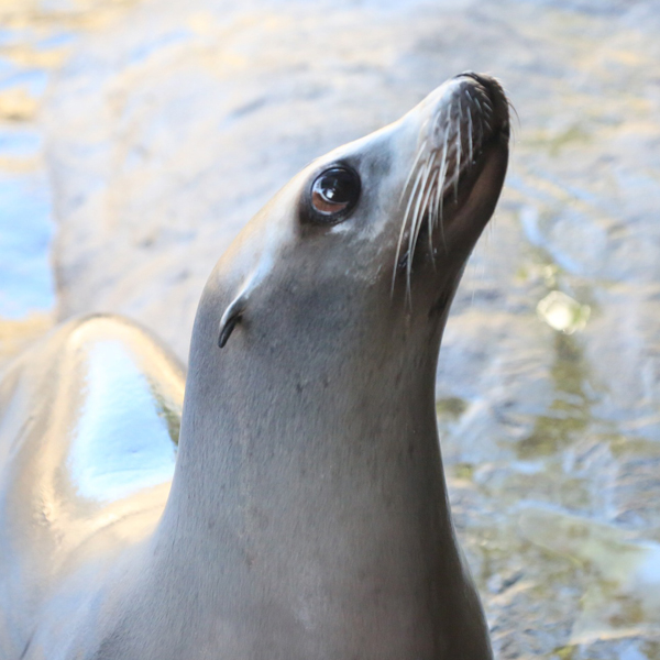 Marine Mammals - Oregon Coast Aquarium