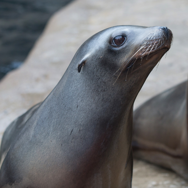 Seals, Sea Lions and Otters 