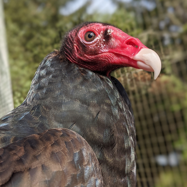 Turkey Vultures - Oregon Coast Aquarium