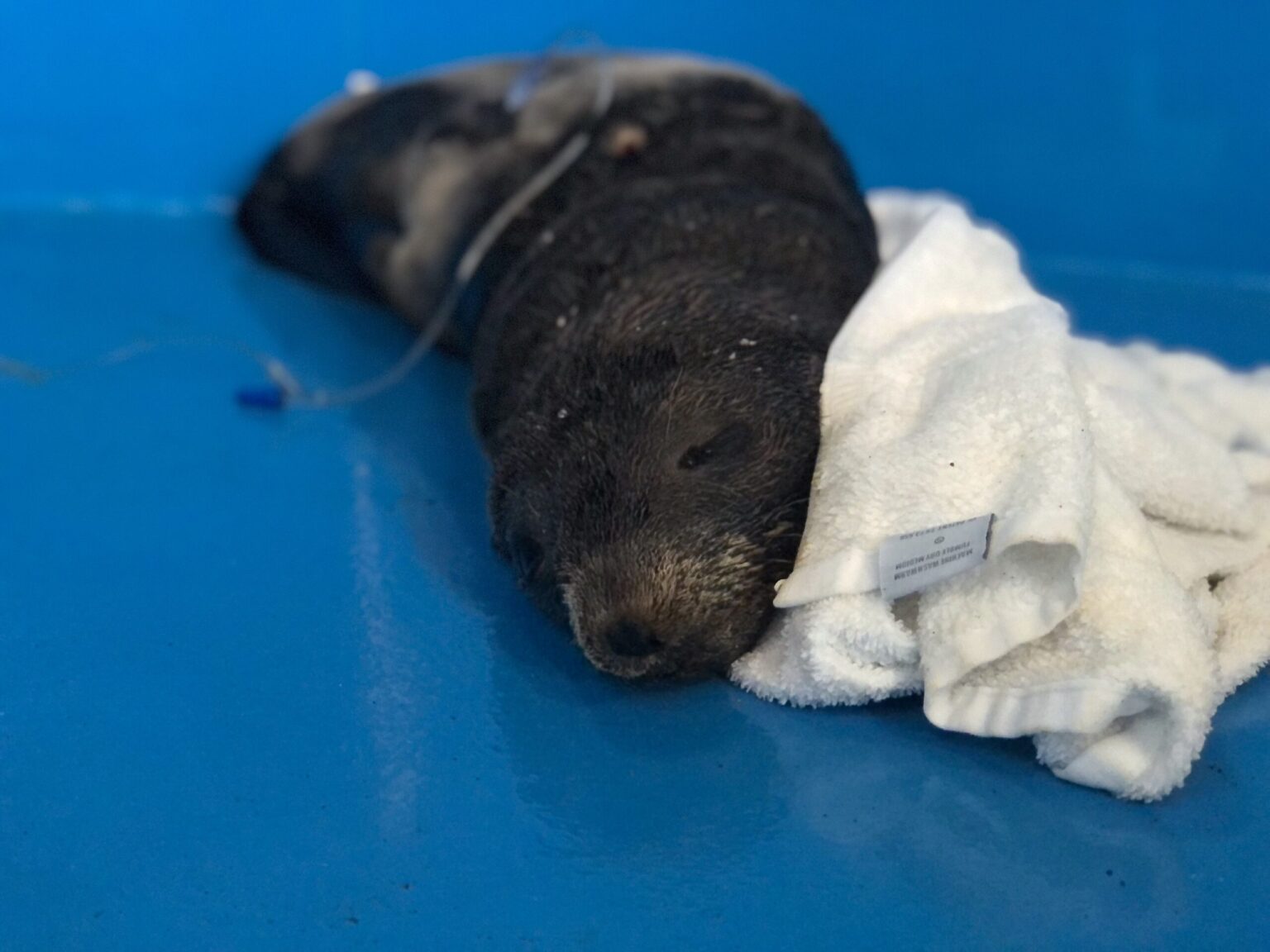 What’s New Oregon Coast Aquarium