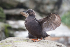 OCAq-SMC-pigeon-guillemot-summer-9