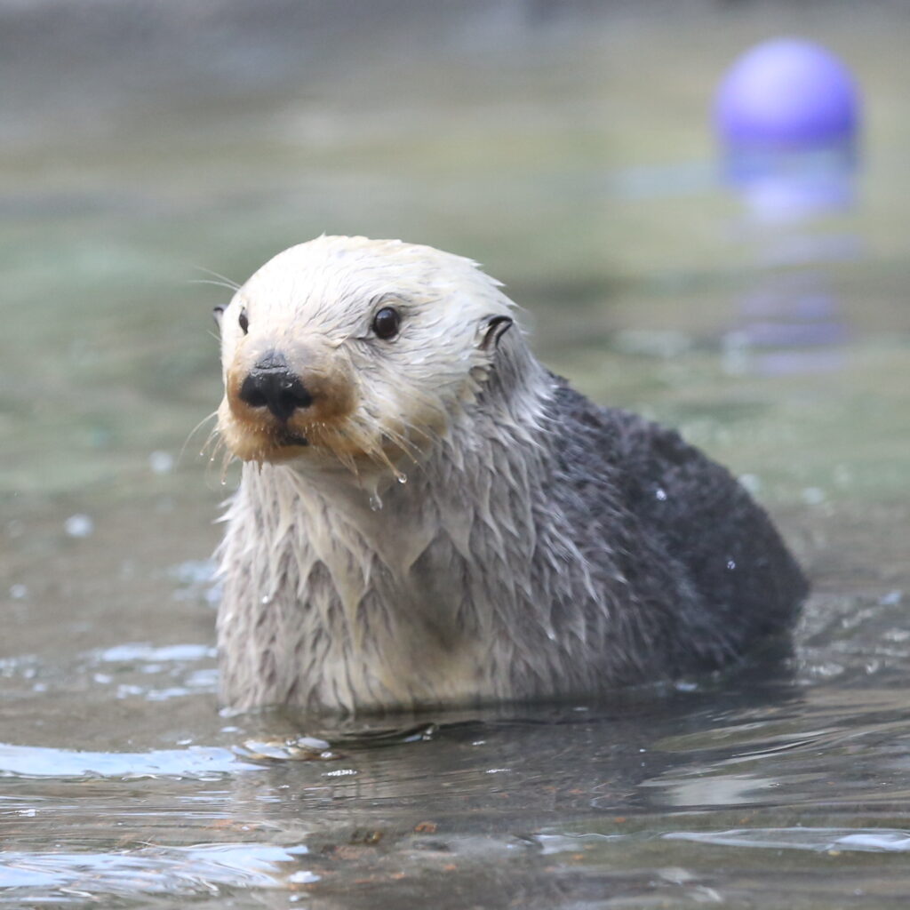 Oswald the Sea Otter