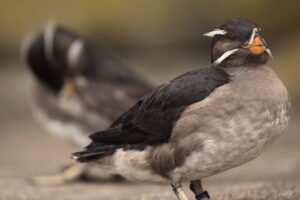 Rhinocerous Auklet (18)