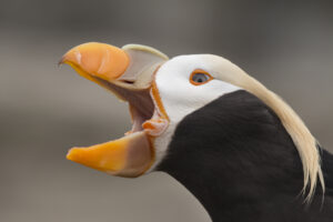 Tufted Puffin