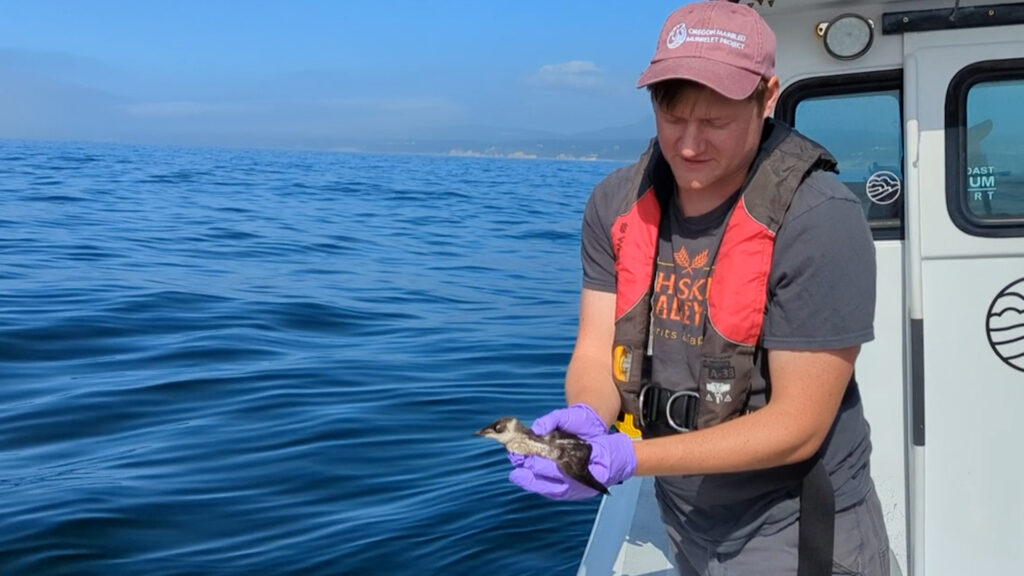 A man with light skin and brown hair wearing a purple gloves and a ball cap holds a small black and white bird in his hands. Ocean waves can be seen in the background.