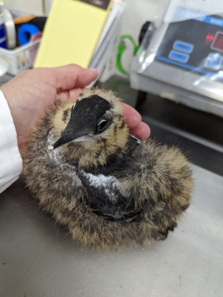 Grounded Marbled Murrelet Chick Takes Flight - Oregon Coast Aquarium