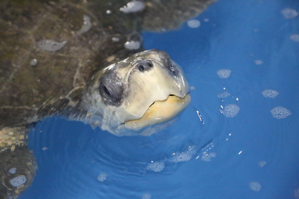 A sea turtle’s head is visible, poking up through the surface of the water. The turtle has leathery, green-brown skin, and its shell is visible just below the water.