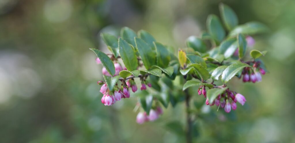 A lush green Salal plant with waxy, round leaves and tiny pink blossoms is in focus in front of a green, blurred background.