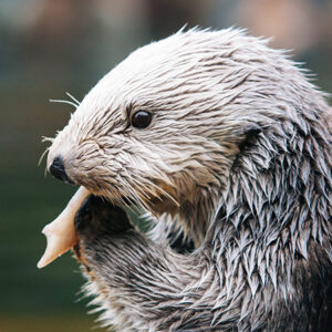 Profile view of a sea otter, midway through eating a squid