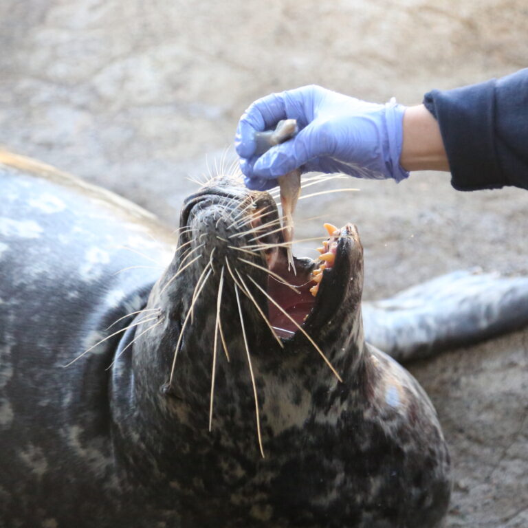 shot of a harbor seal being fed a fish