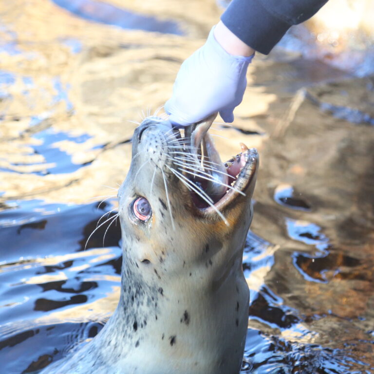 A closeup shot of a harbor seal and a husbandry staff members' hand. The hand is depositing several fish in the harbor seal's mouth, to her delight.