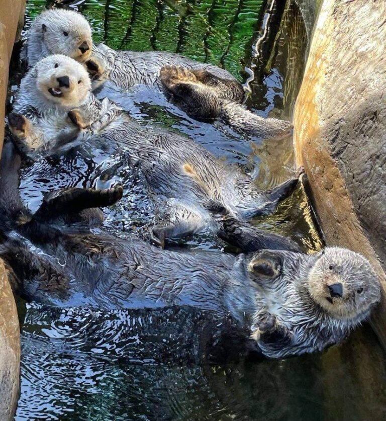 Nuka (front), Oswald, and Schuster