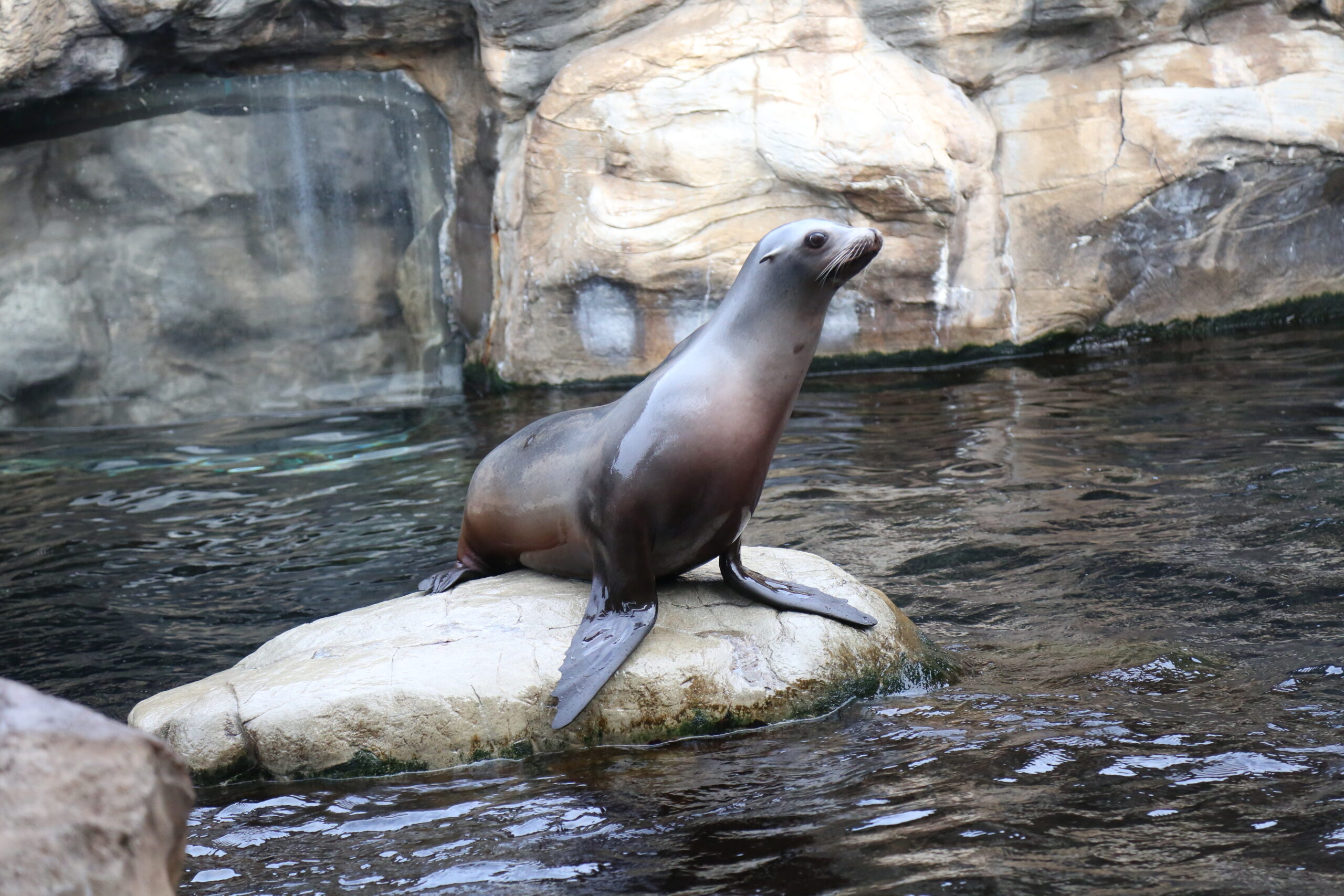 Catalina the California Sea Lion 