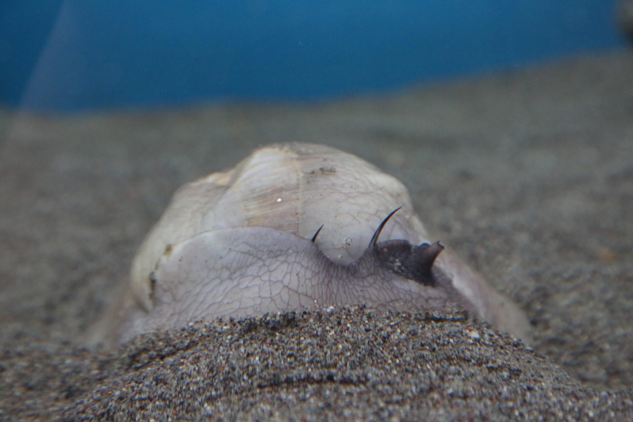 Red Foot Moon Snail