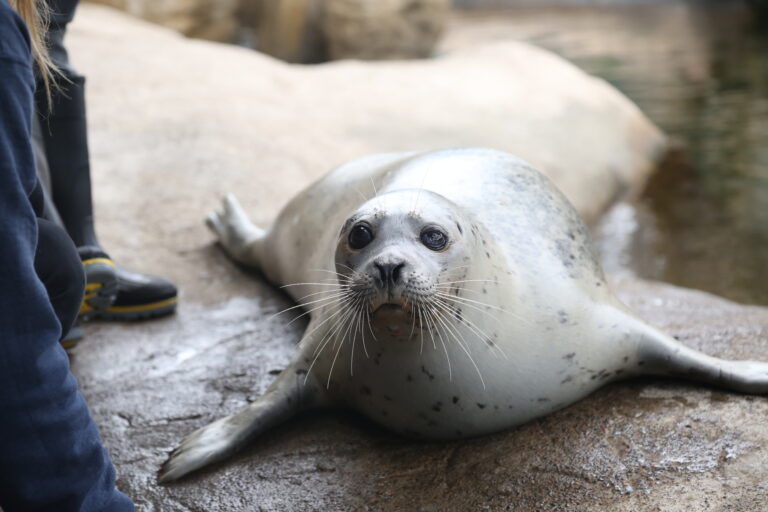 Skinny the 50 year old harbor seal
