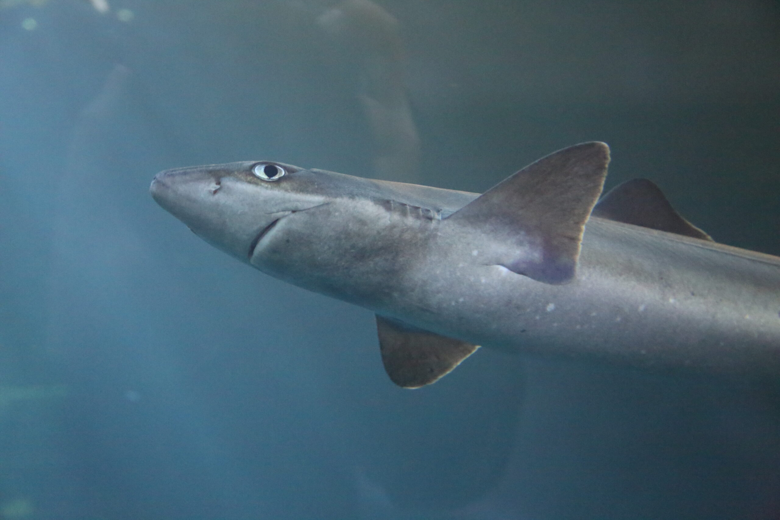 Celebrate Shark and Ray Awareness Day! - Oregon Coast Aquarium