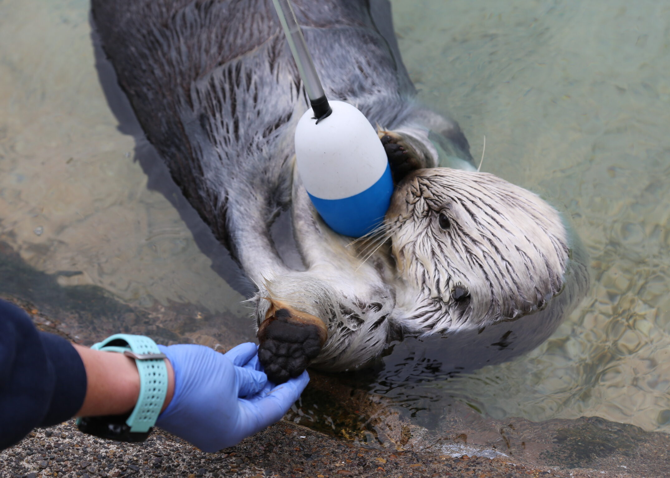 Staff gently hold a sea otter's paw as it holds its nose to a buoy.