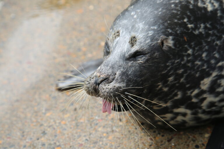 Boots the harbor seal sticks her tongue out during a routine exam