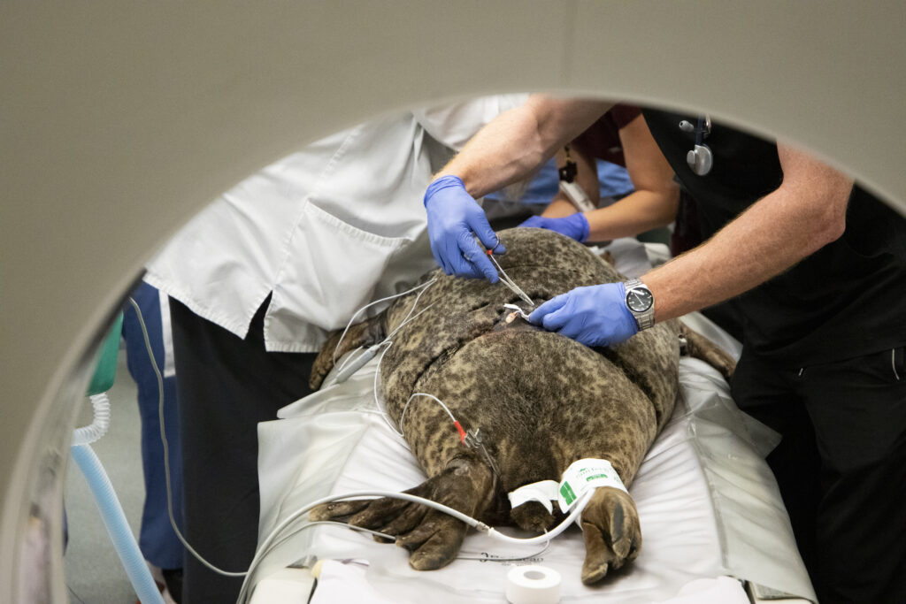 Staff insert a catheter to prepare Boots for medical tests.