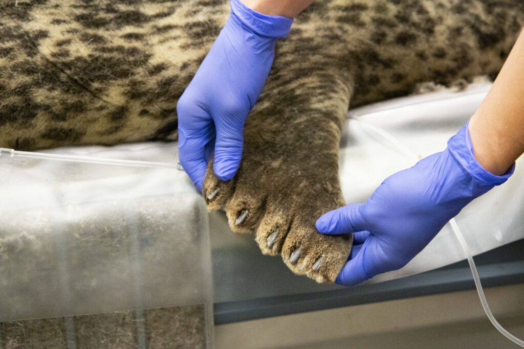 Vet staff hold Boots' flipper.