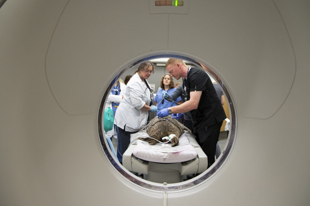 Vet staff prepare Boots for a CT scan.