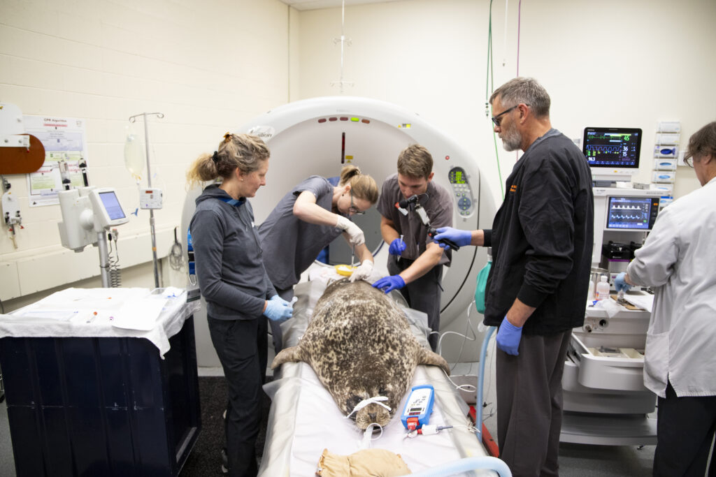 Boots lies on a table as vet staff prepare her for a CT scan.