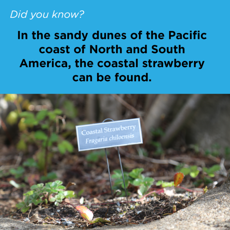 Did You Know - Coastal Strawberry