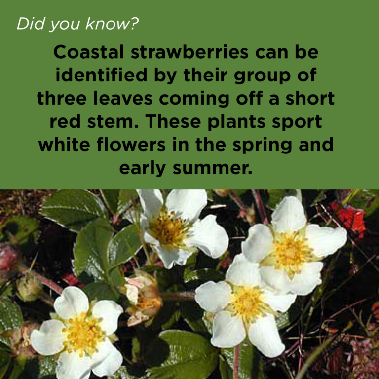 Did You Know - Coastal Strawberry