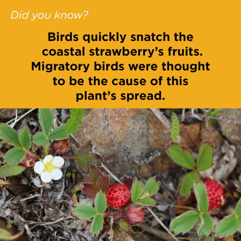 Did You Know - Coastal Strawberry