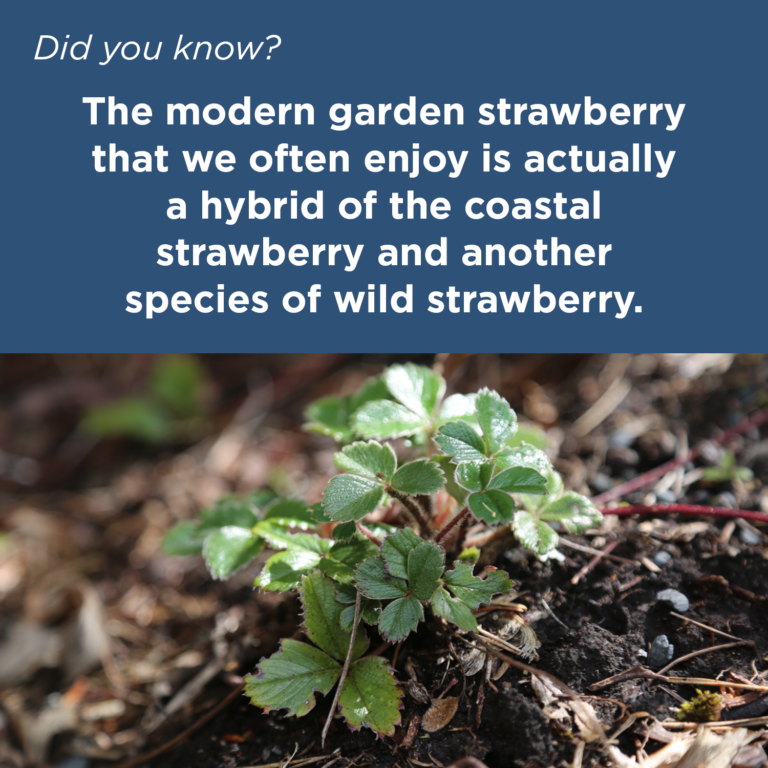Did You Know - Coastal Strawberry