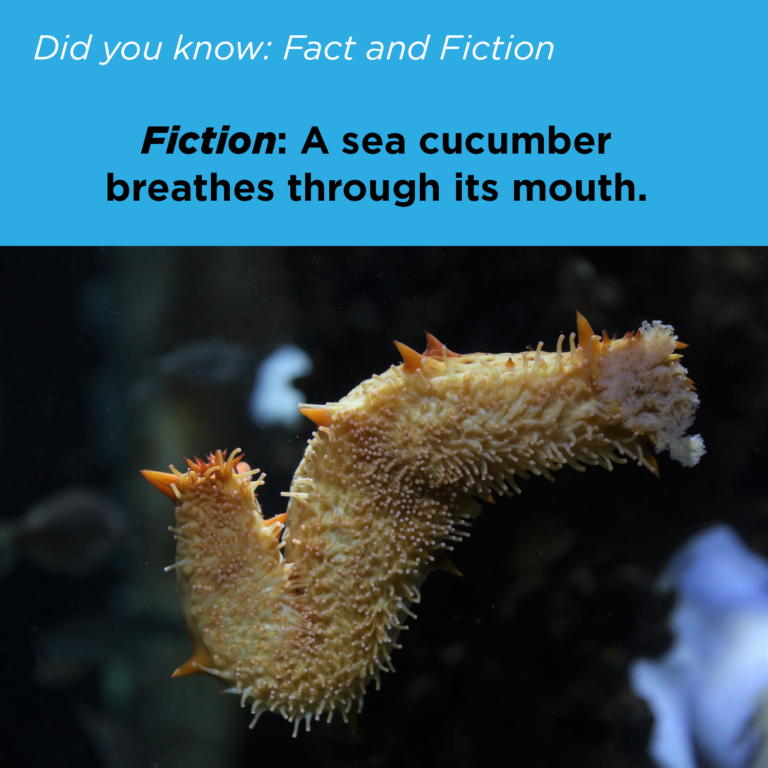 Did You Know - Sea Cucumber