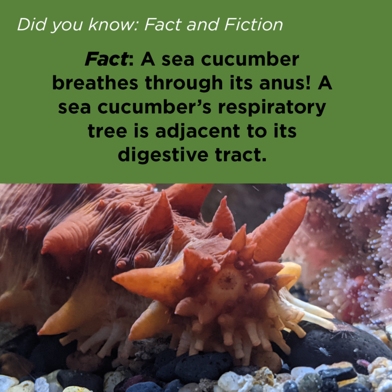 Did You Know - Sea Cucumber