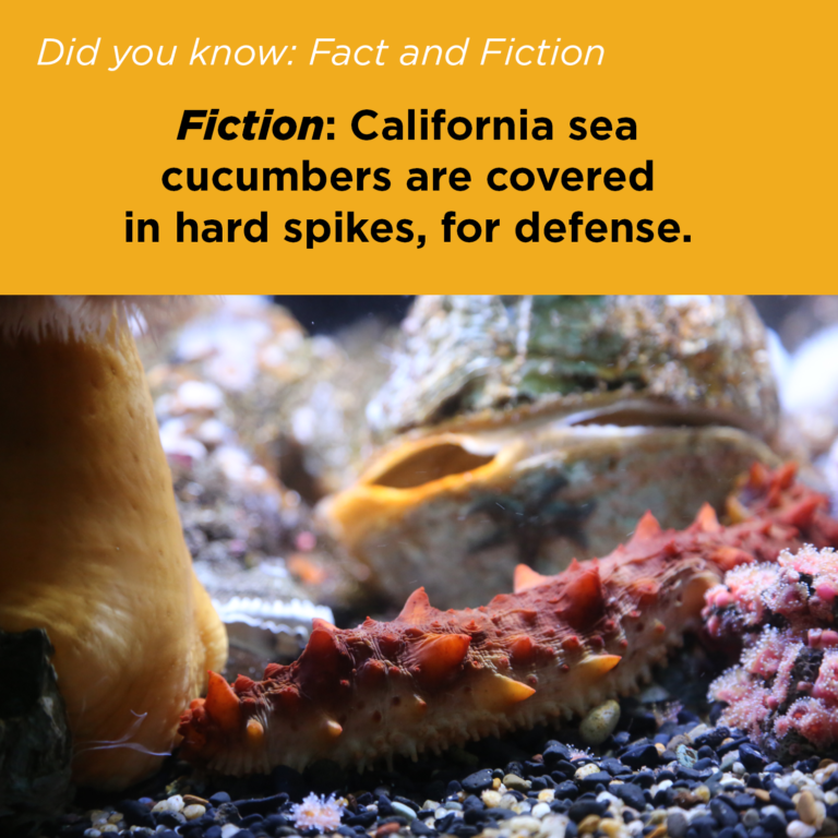 Did You Know - Sea Cucumber