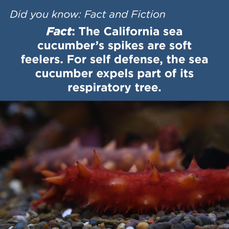 Did You Know - Sea Cucumber