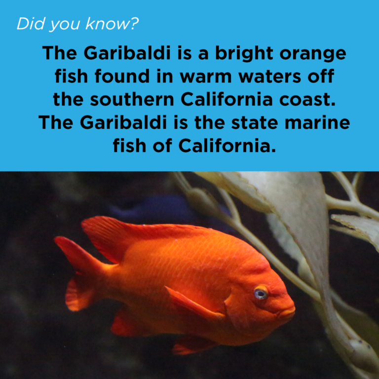Did You Know - Garibaldi