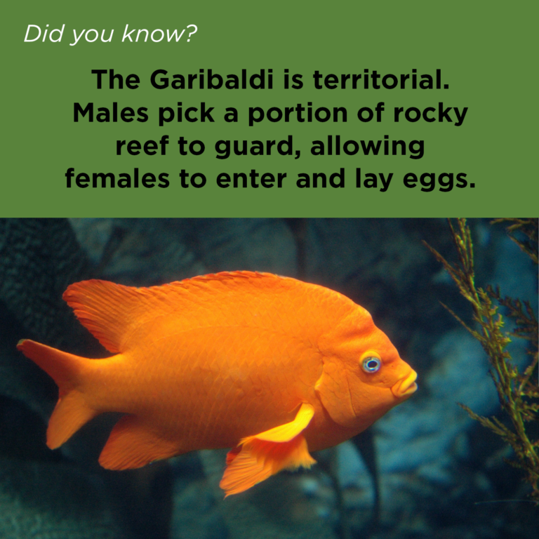 Did You Know - Garibaldi