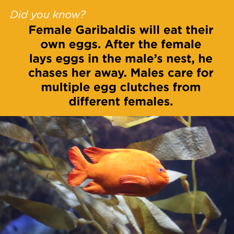 Did You Know - Garibaldi