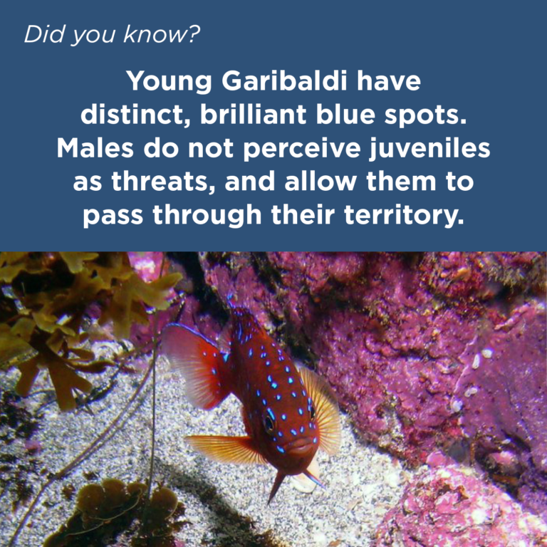 Did You Know - Garibaldi