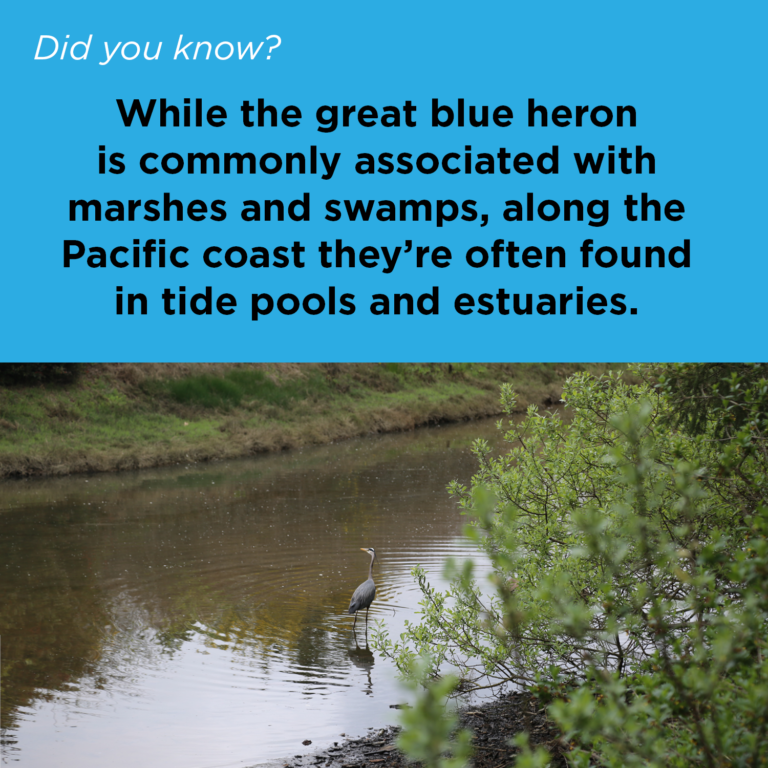 Did You Know - Great Blue Heron