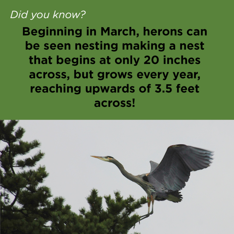 Did You Know - Great Blue Heron