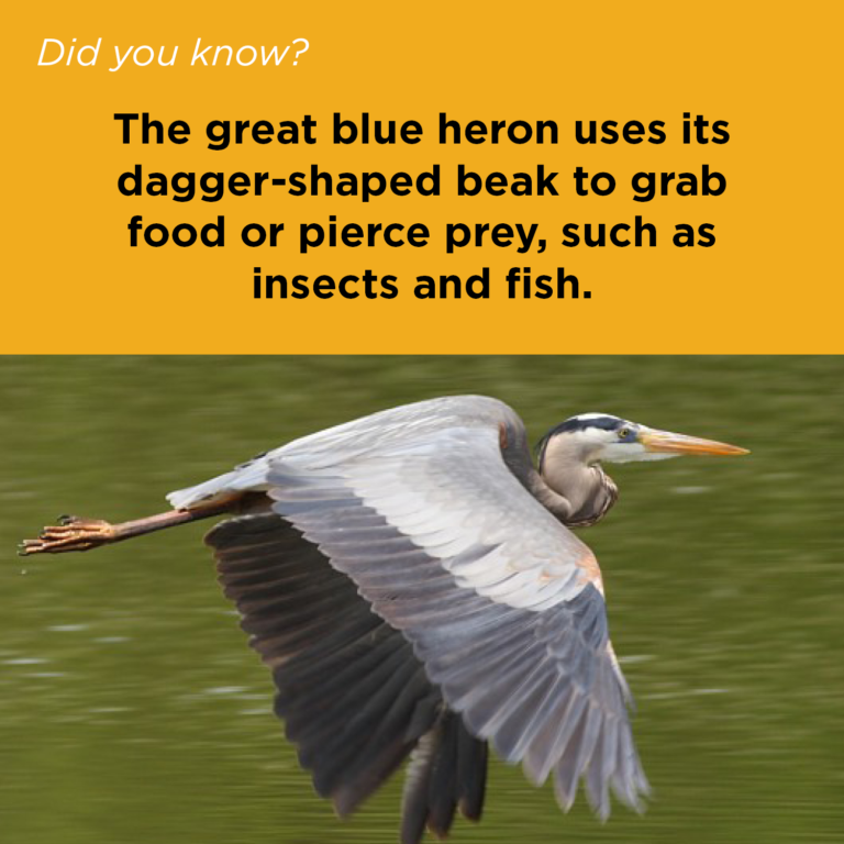 Did You Know - Great Blue Heron