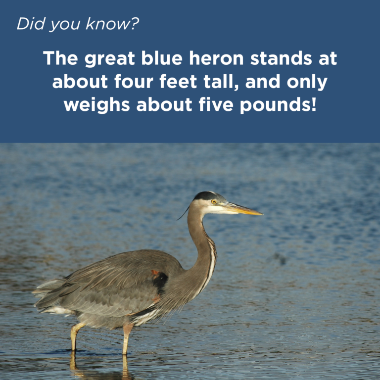 Did You Know - Great Blue Heron
