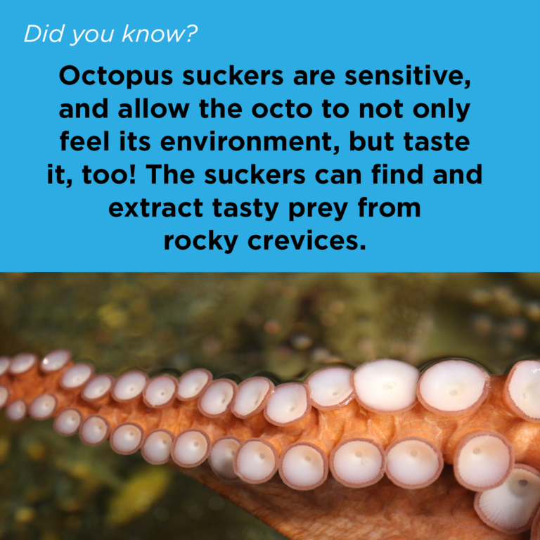 Did You Know - Giant Pacific Octopus